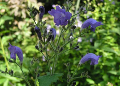 Strobilanthes_atropurpureus_240805_1.jpg