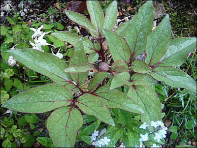 Paeonia_cambessedesii.jpg