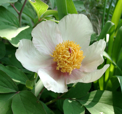 05070005_ePaeonia_x_chamaeleon_Saemling_creme.JPG