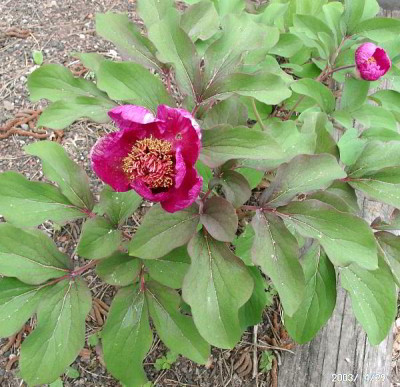 04290001_ePaeonia_x_chamaeleon_Saemling_rot.JPG