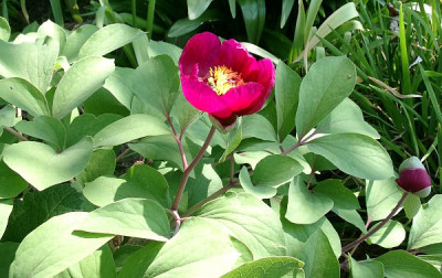 05070002_ePaeonia_Saemling_mloko_rot.JPG