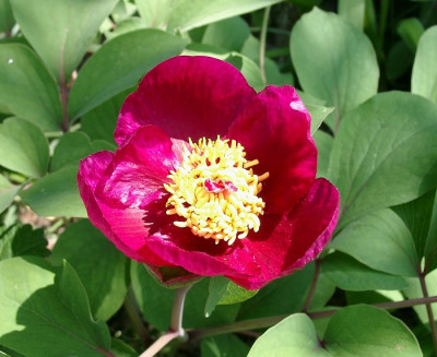 05070007_ePaeoniaSaemling_mloko_Rot_Bluete.JPG