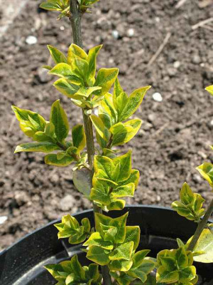vielleicht_Euonymus_0036.jpg
