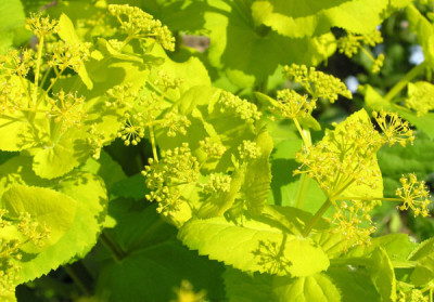 Smyrnium_perfoliatum_Mai_k.jpg