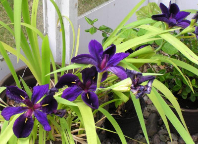 Iris Lousiana black gamecock.jpg