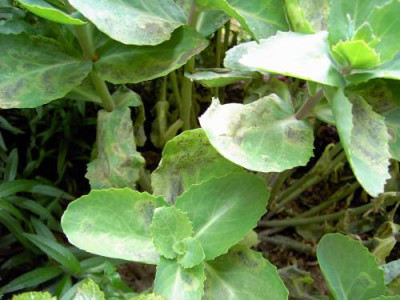 sedum_matrona.jpg