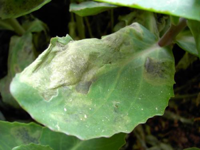 sedum_Blatt.jpg