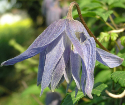 Clematis_Wesselton_k.jpg