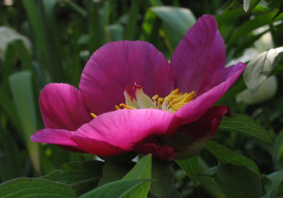 Paeonia_humilis_villosa_f.jpg