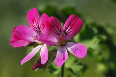 Geranium_1_07-05-2006.jpg