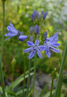Agapanthus-blau-klein.15-1.jpg