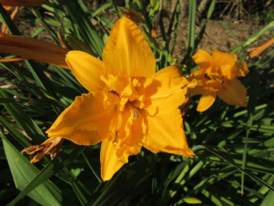 orange gef 1.jpg