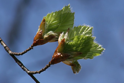 Buchenfaecher.jpg