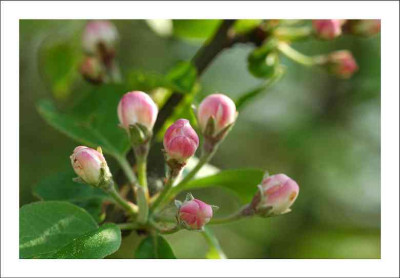 Malus_wild_1_07-05-2006.jpg