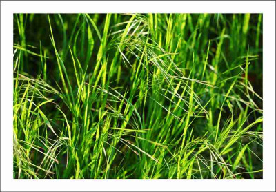 Gras_1_07-05-2006.jpg