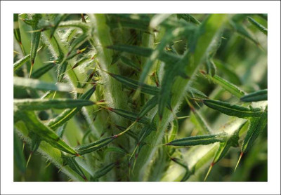 Distel_1_07-05-2006.jpg
