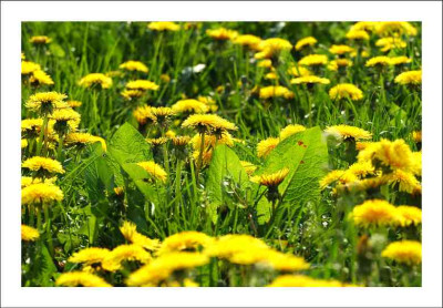 Lowenzahn_2_07-05-2006.jpg