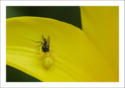 Spinne_-_Tulpe_1_07-05-2006.jpg