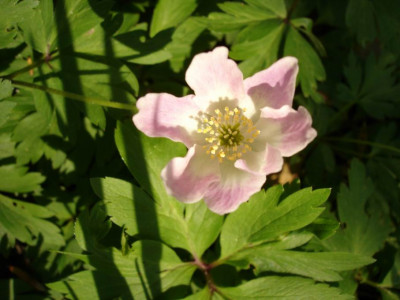 Groenanderung_DSC00707.JPG