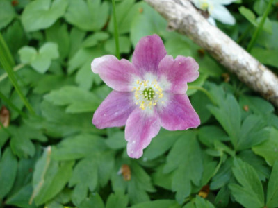 Groenanderung_DSC00728.JPG
