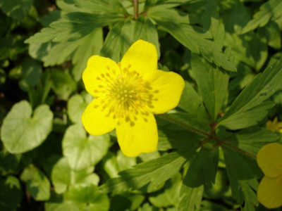 Groenanderung_DSC00717.JPG