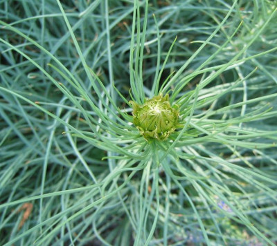Asphodeline_lueta_20060505.jpg