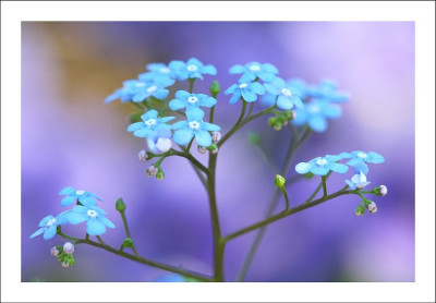 Brunnera_1_07-05-2006.jpg