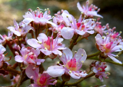 Blume_Bach.jpg