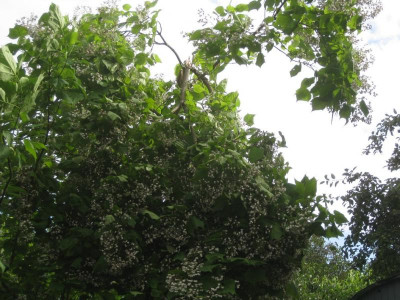 Catalpa.JPG