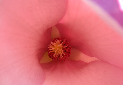 Magnoliendetail.jpg