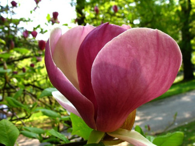 Magnolie_Lila.jpg