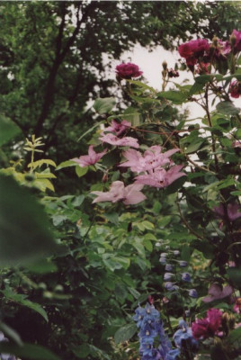 Hagley_Hybrid_umschmeichelt_William_Lobb.jpg