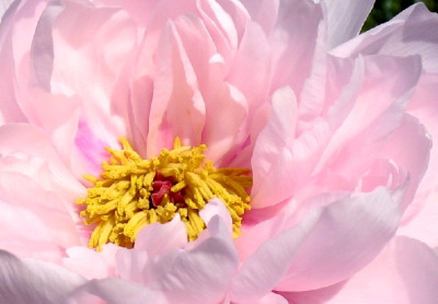 Paeonie_rosa.jpg