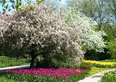 Prunus_Szene.jpg