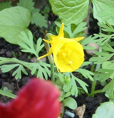 Narcissus_bulbocodium_Golden_Bells_080506.jpg