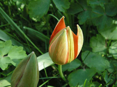 Tulipa_whittallii_0009.jpg