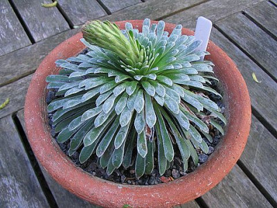 Saxifraga_longifolia_brevis.jpg