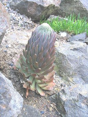 Orostachys_spinosus_erectus.jpg