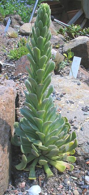 Rosularia_reginae.jpg