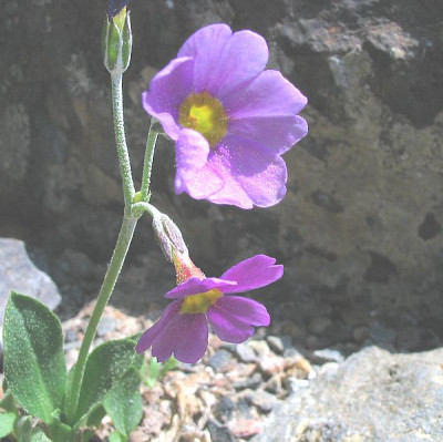 Primula_rusbyi_var_ellisiae_fars.jpg