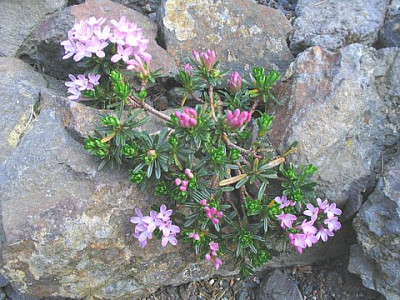 Daphne_arbuscula_2006.jpg