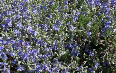 IMG_1262_eVeronica_farsii.JPG