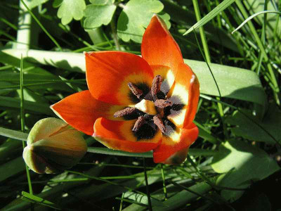 Tulipa_whittallii_offen_0014.jpg