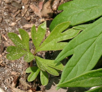 05080002_ePaeonia_anomala_Saemling.JPG