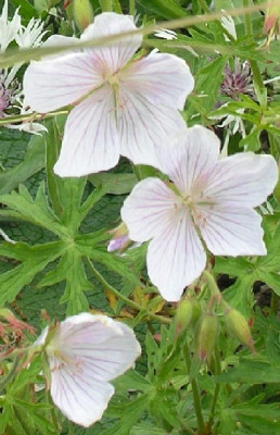 G_clarkei_Kashmir_White.jpg