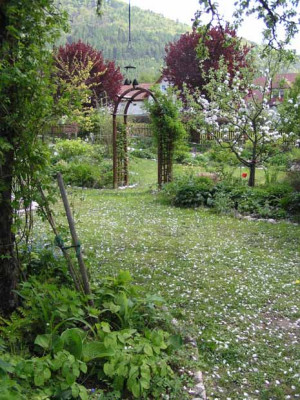 apfelbaumbeet_mai06.jpg