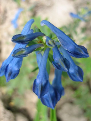 Corydalis_Kingfisher_02791.jpg