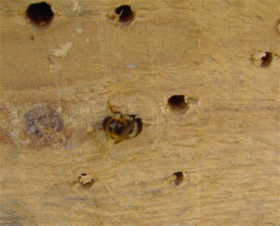 WebBienen1.jpg