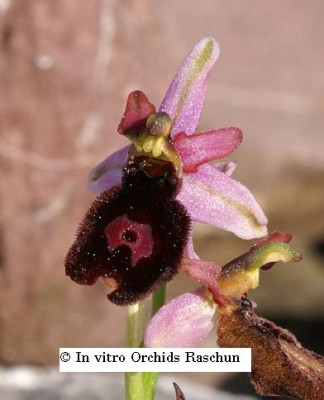Ophrys_benacensis_2006.JPG