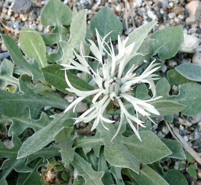 05080016_eCentaurea_unbekannt.JPG